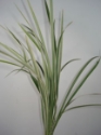 LILY GRASS VARIAGATED GROWER BUNCH 